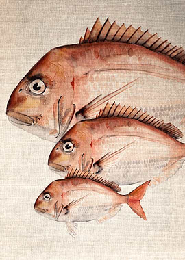 Snapper Watercolour