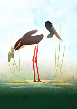 Jabiru