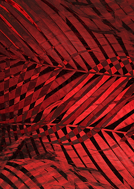 TROPICAL VALIANT POPPY 3