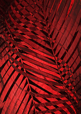 TROPICAL VALIANT POPPY 2