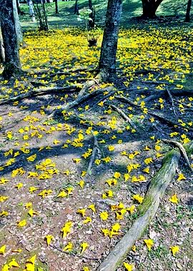 Trees and Roots Brasil-12