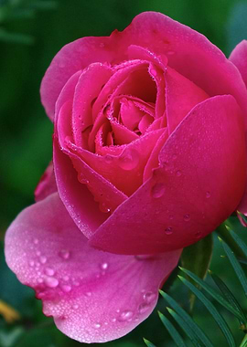 Rose in Rain