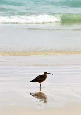 Cormorán - Galapagos