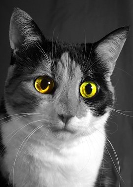 Eyes of a cat