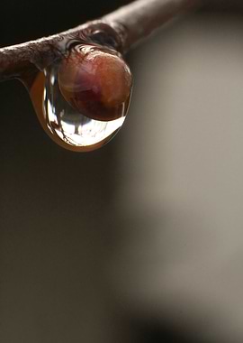 Linden Bud with Rain Drop