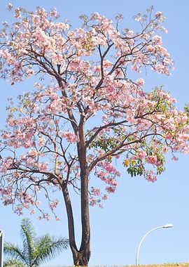 Handroanthus