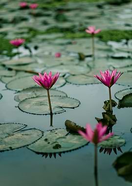 Water lily