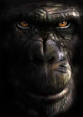 Chimpanzee
