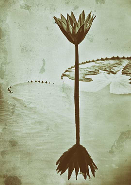 Water lily film analogue