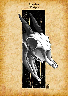 Dik Dik Skull