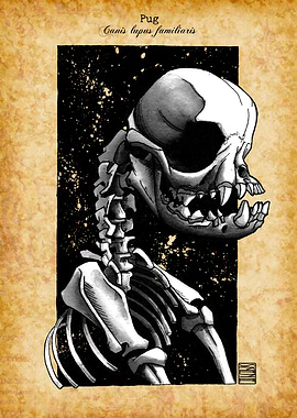 Pug Skeleton