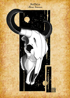 Buffalo Skull