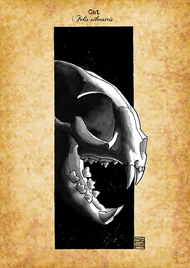 Cat Skull