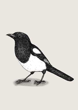 Magpie pen drawing