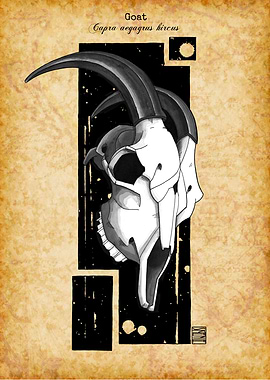 Goat Skull