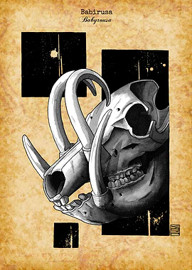 Babirusa Skull