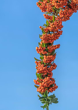 pyracanta plant in bloom