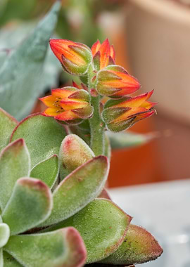 succulent plant in bloom
