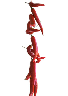 isolated red chili pepper