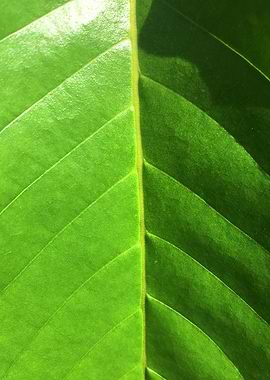 Tropical Leaf Pattern