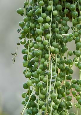 decorative succulent plant