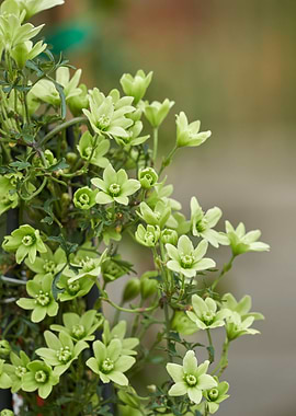 clematis pixie flower