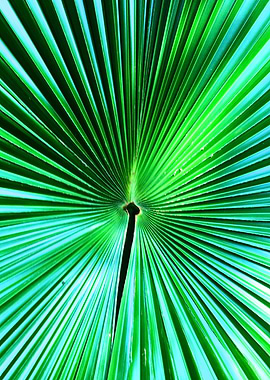 Tropical Anahaw Leaf