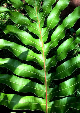 Tropical Giant Fern
