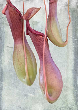isolated nepenthes