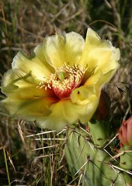 Prickly Pear