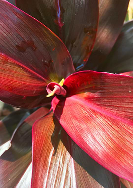 Tropical Red Leaf Plant