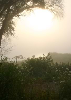 Foggy marsh 2