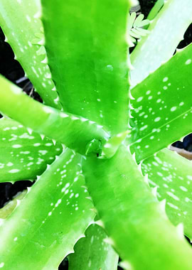 Aloe Vera Plant