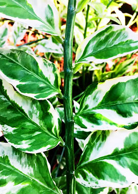 Tropical Jungle Plant