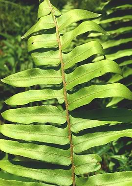 Tropical Fern