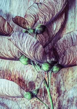 Acer platanoides color 4