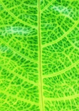 Close up of Tropical Leaf
