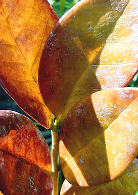 Orange Yellow Leaves