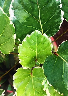 Tropical Round Leaves