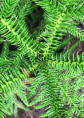 Thorny Tropical Plant