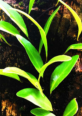 Plant Crawling in Tree