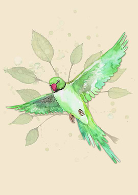 Indian Ringneck Parakeet
