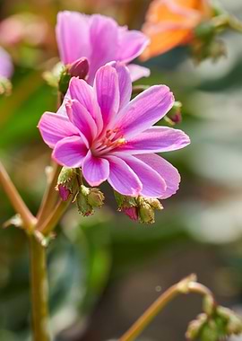lewisia cotyledon flower