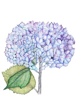 Hydrangea