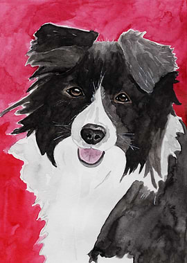Border Collie