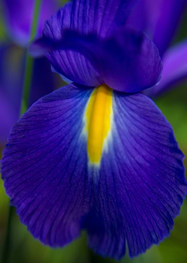 Delicate Purple Veins