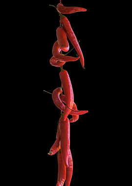 isolated red chili pepper