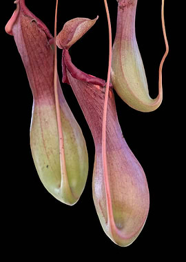 isolated nepenthes