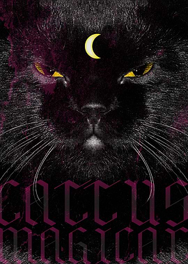 Magic Black Cat