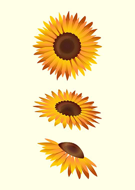 3 Sunflowers